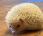 হেজহগ Hedgehog